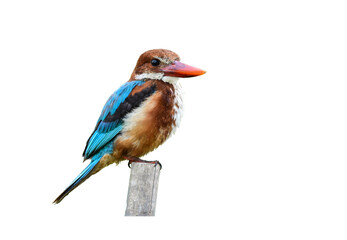 colorful White-throated Kingfisher perched on dry bamboo on white background,isolated