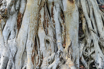 abstract background of tree root closeup