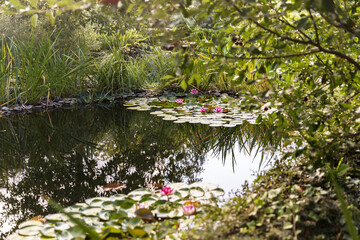A pond with pink lilies in the shade of trees. Storks and shrubs densely surround the pond. The problem of global warming and drying up of lakes.