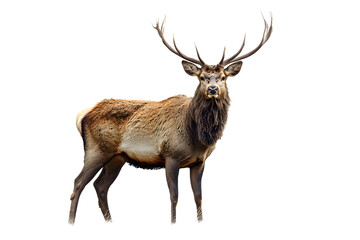 Ciervo sobre fondo blanco