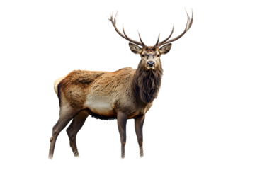 Ciervo sobre fondo blanco