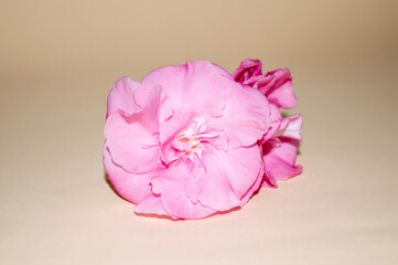Flor de adelfa con fondo beige