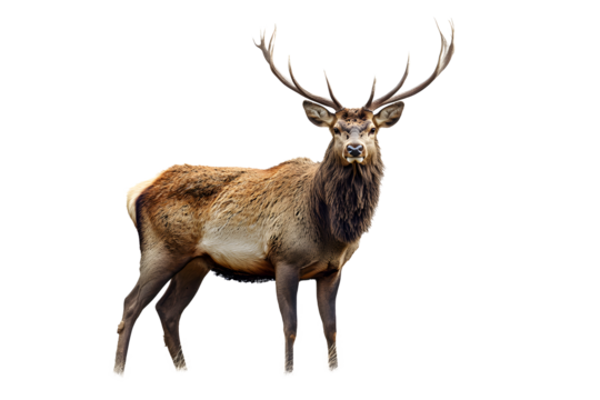 Ciervo sobre fondo blanco