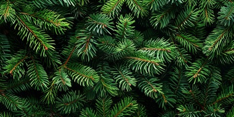 A detailed closeup view of vibrant and lush green pine branches highlights their intricate textures and natural charm, making them an ideal choice for various naturethemed designs and projects