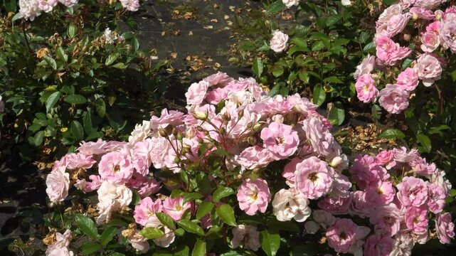 The "Pink Cascade" polyantha rose variety: a charming dwarf shrub that flourishes with vibrant cascades of small, delicate blooms. Each cluster features abundant flowers, showcasing their pink hue.