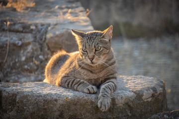 chat tigré allongé sur le sol