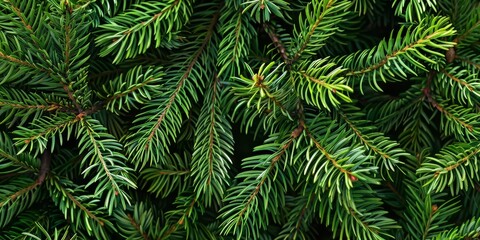 This is a beautifully detailed closeup view of vibrant green pine branches, capturing the lush texture and intricate needlelike leaves that characterize this evergreen coniferous plant