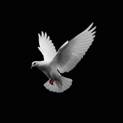 white dove in flight