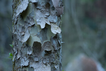 tree bark