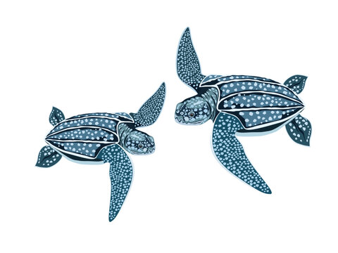 leatherback sea turtle on a white background.