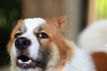 aggressive dog Thai Bang Kaeo
