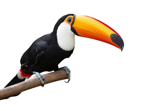 Tukane, isoliert auf wei&szlig;en Hintergrund, Freisteller, Transparent