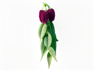 Amaranthus isolated on white