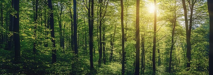 Sunlight streams through a dense forest, illuminating the leaves and creating a magical atmosphere.