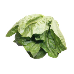 leaves isolated on white