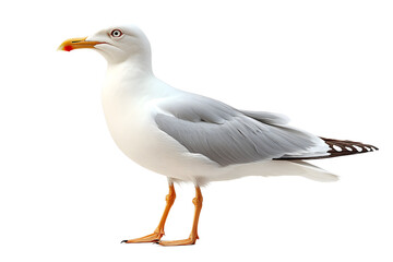 Obraz premium Gaviota sobre fondo transparente