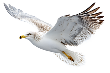 Gaviota volando sobre fondo transparente