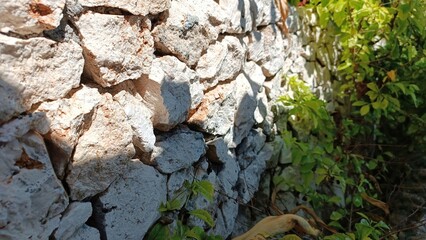 A wall made of stone with a plant growing out of it