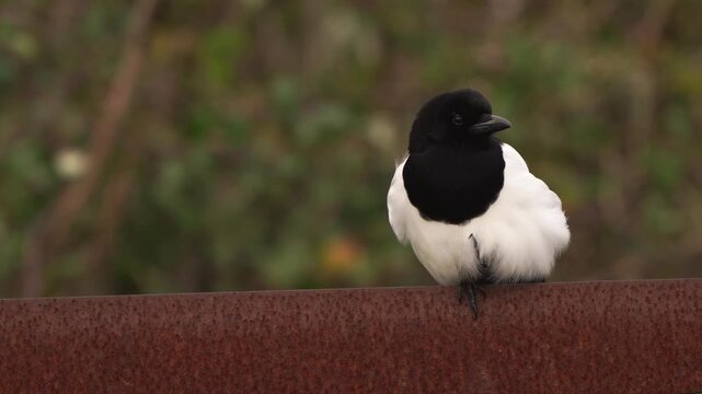 A Eurasian magpie or common magpie (Pica pica) sitting on a metal fench