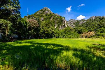 The close background of the green rice fields, the seedlings that are growing, are seen in rural areas as the main occupation of rice farmers who grow rice for sale or living.