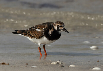 Ruddy Turnstone feeding at Busaiteen coast, Bahrain