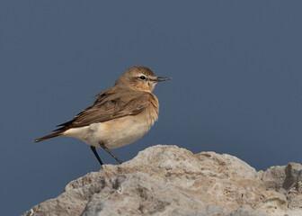 Isabelline Wheatear perched on rock at Busaiteen coast of Bahrain