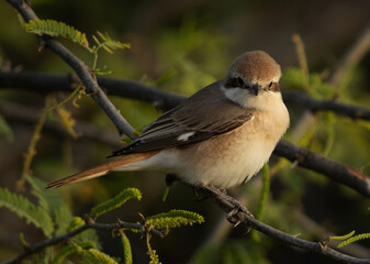 Closeup of a Isaballine shrike perched on acacia tree at Jasra, Bahrain