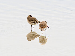 Two birds standing in the water, one on the left and one on the right. The water is calm.
