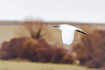 A lone white egret glides effortlessly across a soft, blurred landscape, its yellow feet and black...
