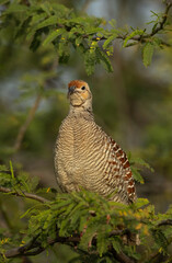 Portrait of a Grey francolin perched on acacia tree at Hamala, Bahrain