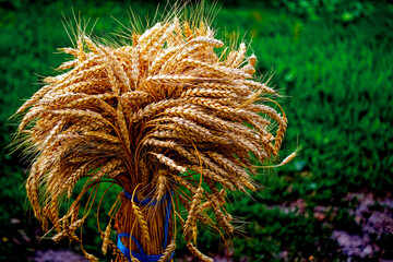 Harvested wheat bundled and displayed, symbolizing agricultural productivity.