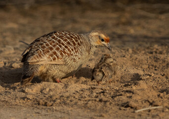 Grey francolin feeding its chick at Hamala, Bahrain