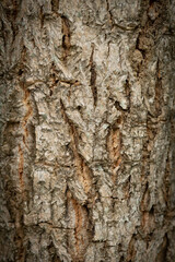 Tree bark texture, high gain tree texture