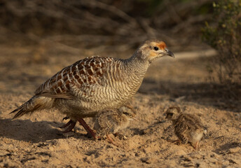 Closeup of Grey francolin with a chicks at Hamala, Bahrain