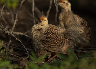 Grey francolin chick hiding inside mother feather at Hamala, Bahrain