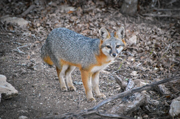 Gray Fox