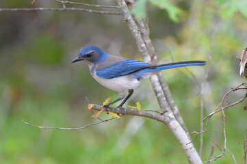 Scrub Jay