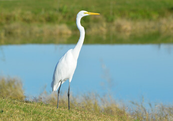 Great Egret