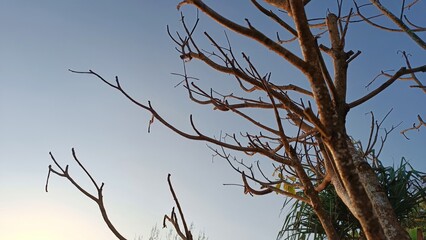 A tree with bare branches and a blue sky in the background