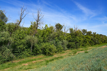 Obraz premium Summer landscape of Tisza river valley near Szeged, Hungary, Europe