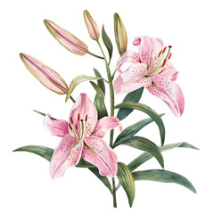 Adorable Watercolor Children's Illustration of Lily Flowers on White Background