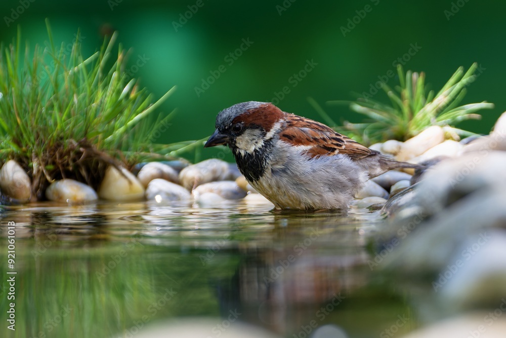 Poster house sparrow by the water. czechia.