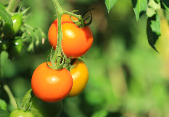 Ripening tomatoes on a tomato plant, yellow and orange tomatoes, tomato plants in the garden