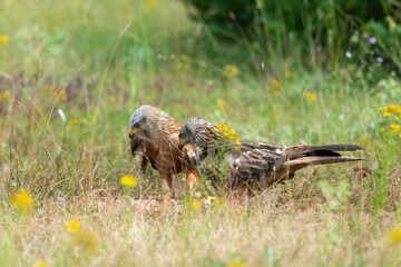 Milan royal,.Milvus milvus , Red Kite