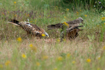 Milan royal,.Milvus milvus , Red Kite