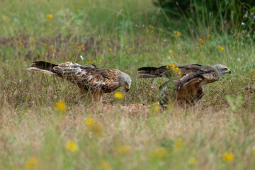 Milan royal,.Milvus milvus , Red Kite