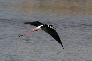 Echasse blanche,  Himantopus himantopus, Black winged Stilt