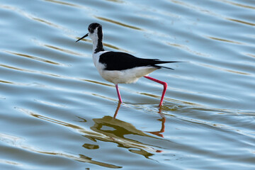 Obraz premium Echasse blanche, Himantopus himantopus, Black winged Stilt