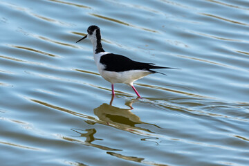 Echasse blanche,  Himantopus himantopus, Black winged Stilt