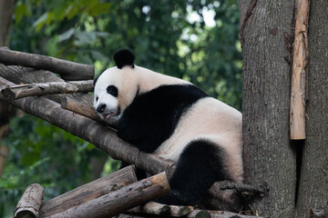 Sleeping Panda in Chengdu Panda Base, China